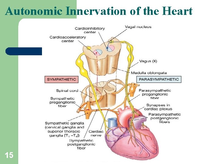 Autonomic Innervation of the Heart 15 