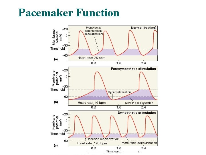 Pacemaker Function 