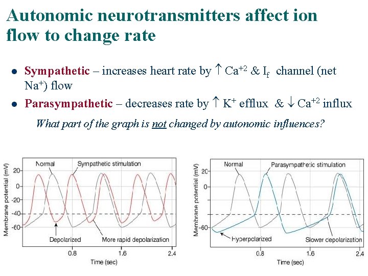 Autonomic neurotransmitters affect ion flow to change rate l l Sympathetic – increases heart