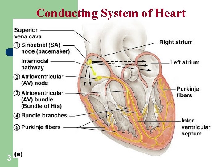 Conducting System of Heart Physiology: Sequence of Excitation 3 