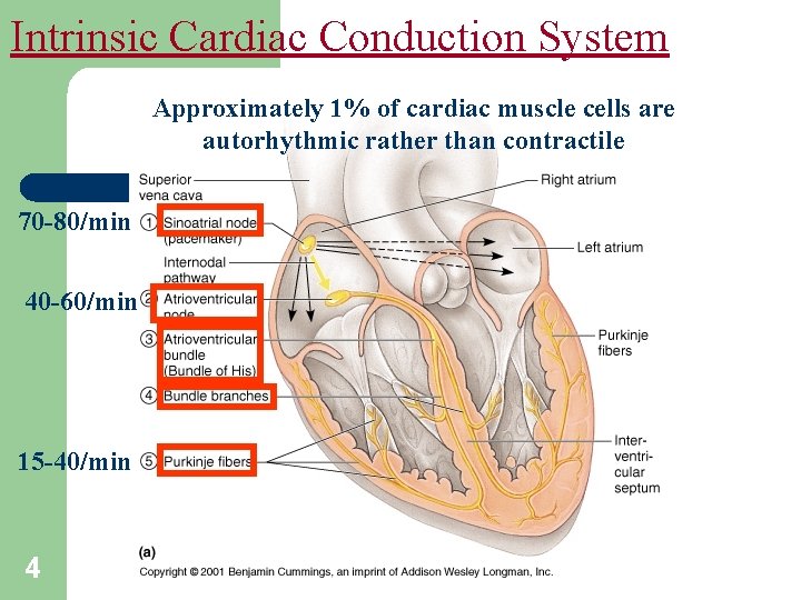 Intrinsic Cardiac Conduction System Approximately 1% of cardiac muscle cells are autorhythmic rather than