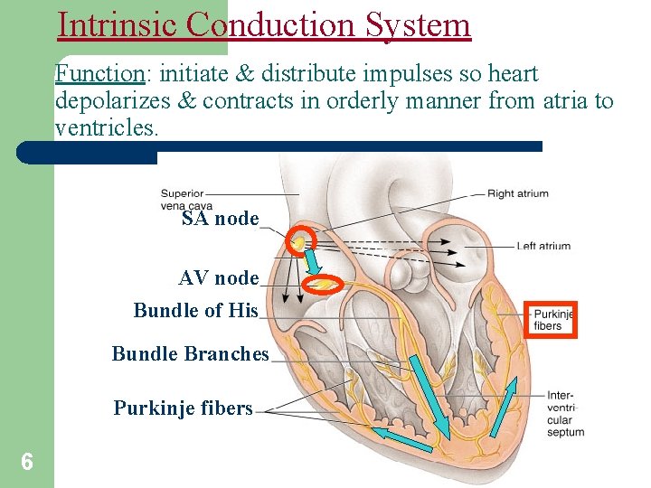 Intrinsic Conduction System Function: initiate & distribute impulses so heart depolarizes & contracts in