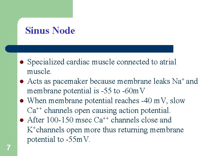 Sinus Node l l 7 Specialized cardiac muscle connected to atrial muscle. Acts as