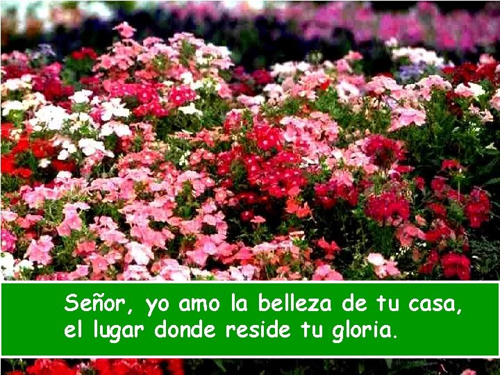 Señor, yo amo la belleza de tu casa, el lugar donde reside tu gloria.