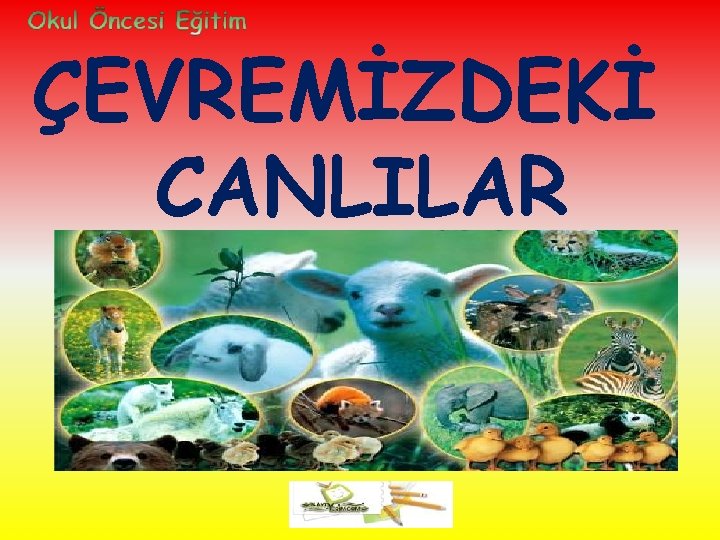 ÇEVREMİZDEKİ CANLILAR 