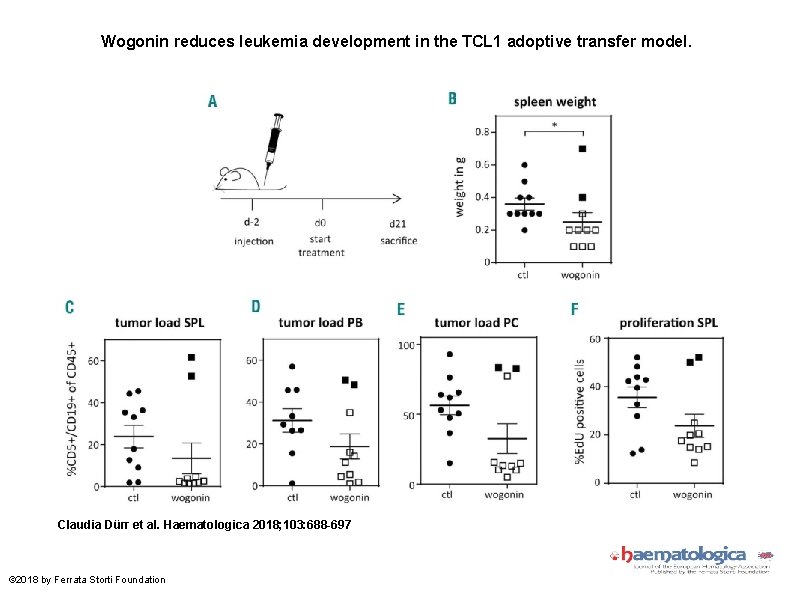 Wogonin reduces leukemia development in the TCL 1 adoptive transfer model. Claudia Dürr et