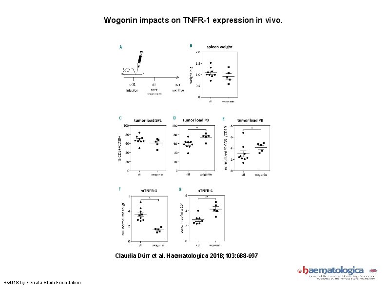 Wogonin impacts on TNFR-1 expression in vivo. Claudia Dürr et al. Haematologica 2018; 103: