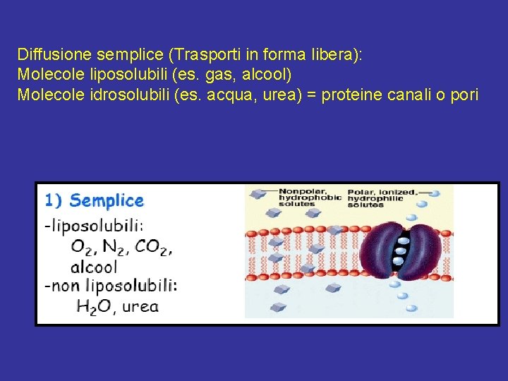 Diffusione semplice (Trasporti in forma libera): Molecole liposolubili (es. gas, alcool) Molecole idrosolubili (es.