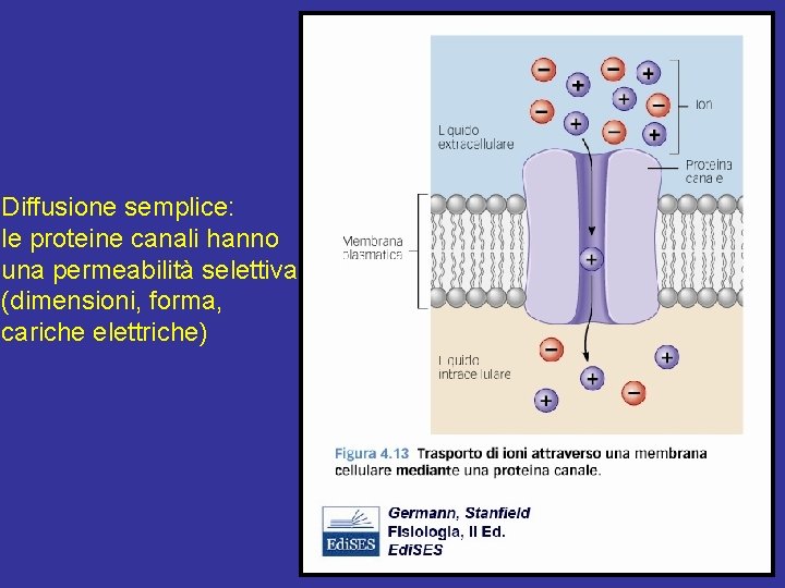 Diffusione semplice: le proteine canali hanno una permeabilità selettiva (dimensioni, forma, cariche elettriche) 