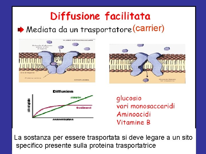 (carrier) La sostanza per essere trasportata si deve legare a un sito specifico presente