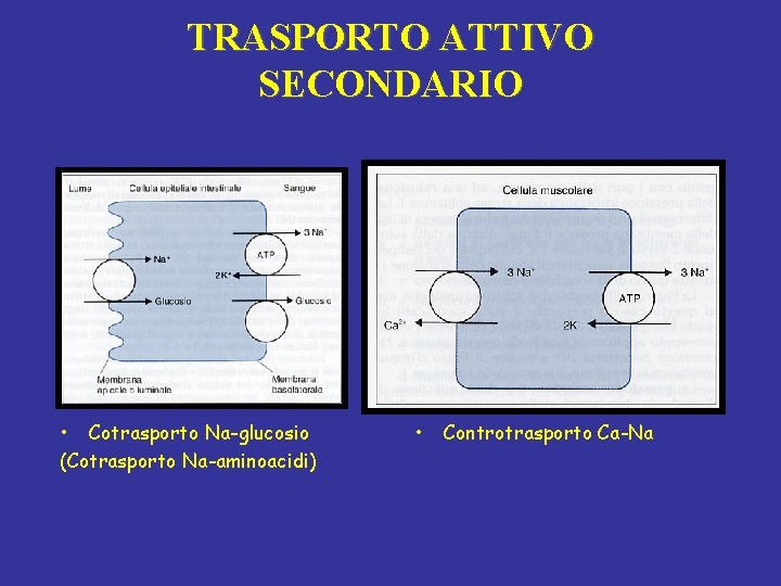 TRASPORTO ATTIVO SECONDARIO • Cotrasporto Na-glucosio (Cotrasporto Na-aminoacidi) • Controtrasporto Ca-Na 