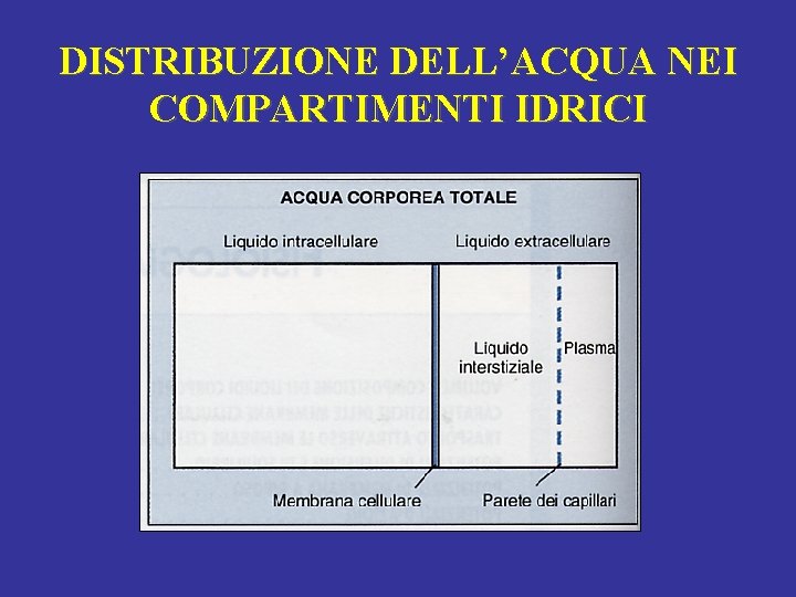 DISTRIBUZIONE DELL’ACQUA NEI COMPARTIMENTI IDRICI 