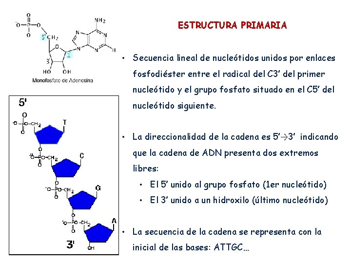 ESTRUCTURA PRIMARIA • Secuencia lineal de nucleótidos unidos por enlaces fosfodiéster entre el radical