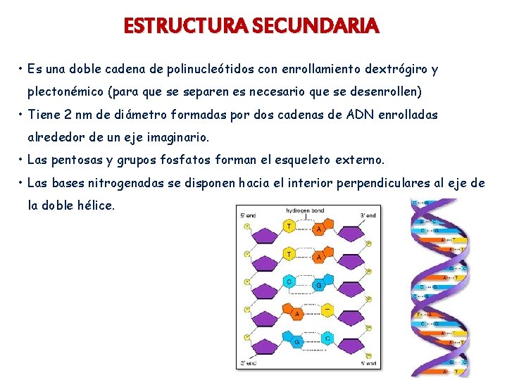 ESTRUCTURA SECUNDARIA • Es una doble cadena de polinucleótidos con enrollamiento dextrógiro y plectonémico