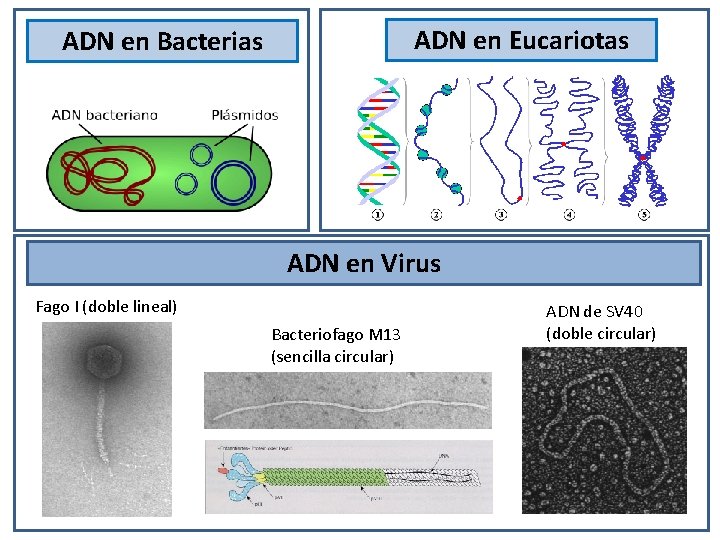 ADN en Eucariotas ADN en Bacterias ADN en Virus Fago I (doble lineal) Bacteriofago