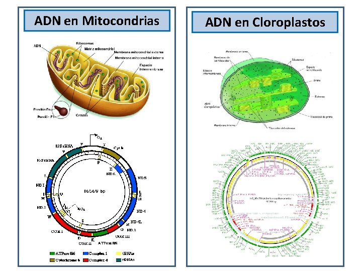 ADN en Mitocondrias ADN en Cloroplastos 