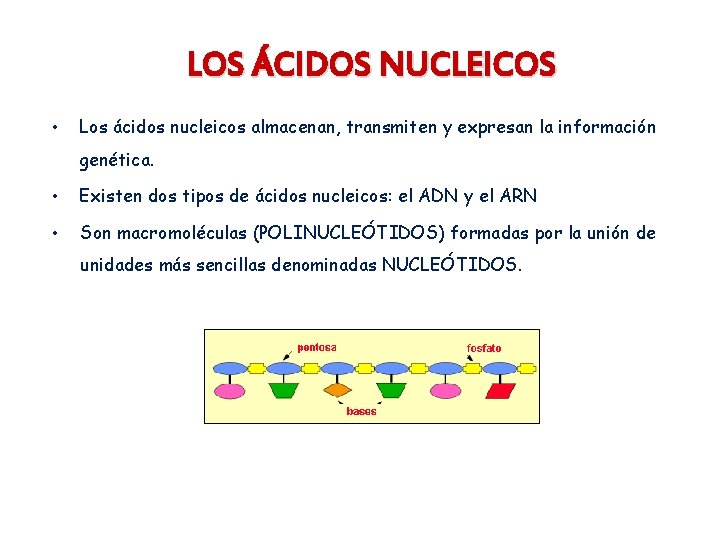 LOS ÁCIDOS NUCLEICOS • Los ácidos nucleicos almacenan, transmiten y expresan la información genética.