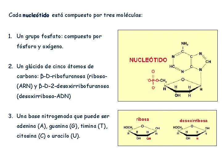 Cada nucleótido está compuesto por tres moléculas: 1. Un grupo fosfato: compuesto por fósforo