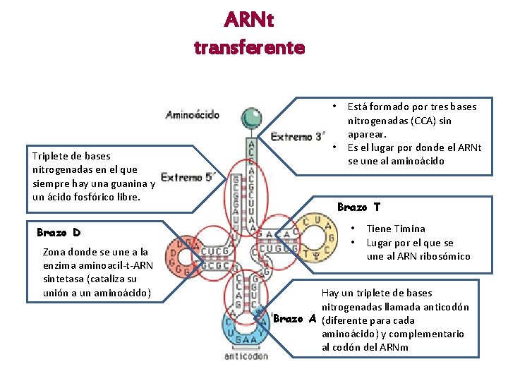ARNt transferente • Triplete de bases nitrogenadas en el que siempre hay una guanina