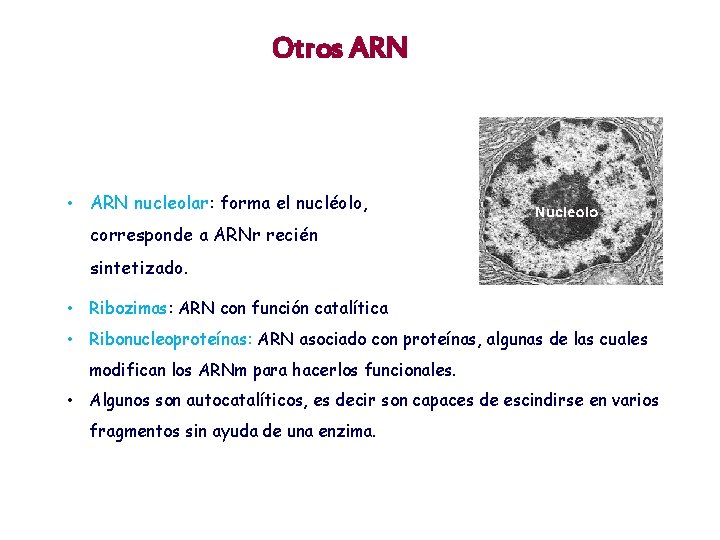 Otros ARN • ARN nucleolar: forma el nucléolo, corresponde a ARNr recién sintetizado. •