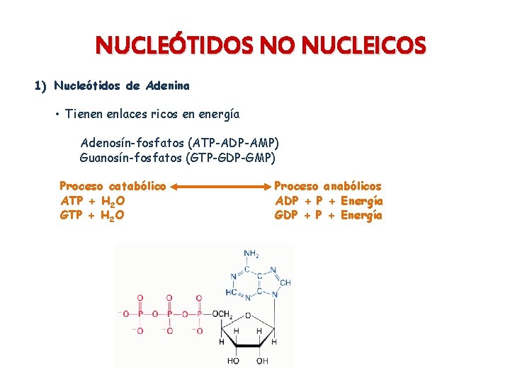 NUCLEÓTIDOS NO NUCLEICOS 1) Nucleótidos de Adenina • Tienen enlaces ricos en energía Adenosín-fosfatos