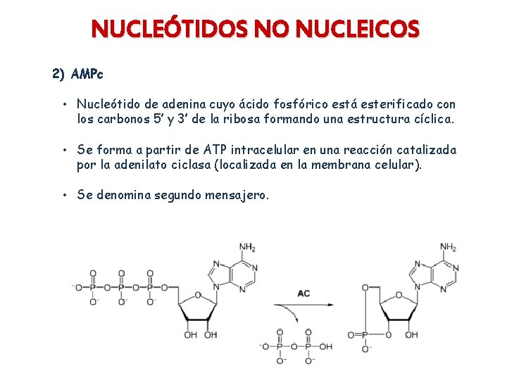NUCLEÓTIDOS NO NUCLEICOS 2) AMPc • Nucleótido de adenina cuyo ácido fosfórico está esterificado