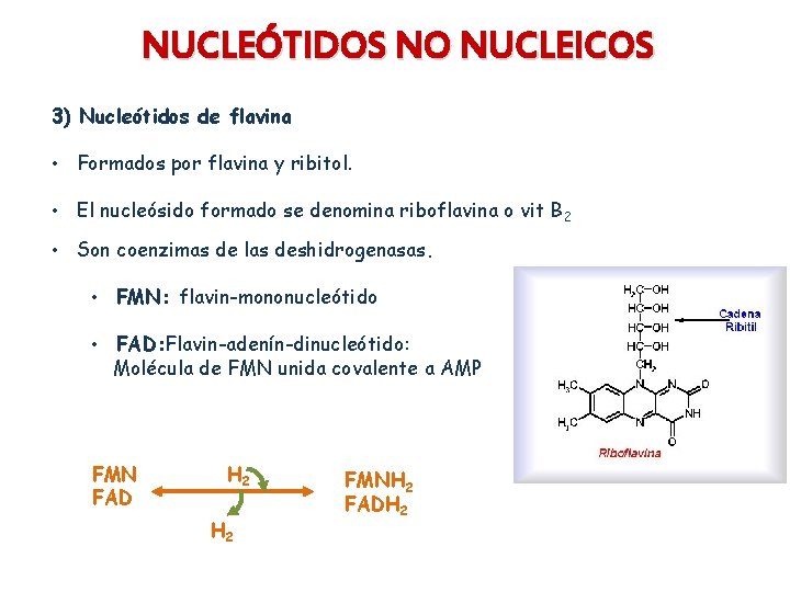 NUCLEÓTIDOS NO NUCLEICOS 3) Nucleótidos de flavina • Formados por flavina y ribitol. •