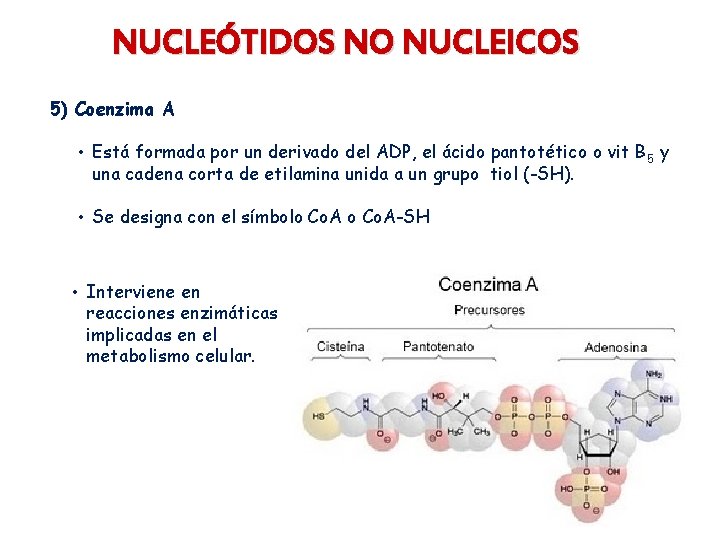 NUCLEÓTIDOS NO NUCLEICOS 5) Coenzima A • Está formada por un derivado del ADP,