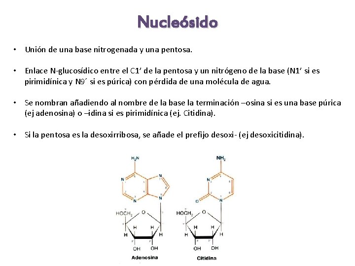 Nucleósido • Unión de una base nitrogenada y una pentosa. • Enlace N-glucosídico entre