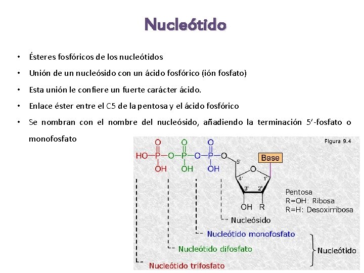 Nucleótido • Ésteres fosfóricos de los nucleótidos • Unión de un nucleósido con un