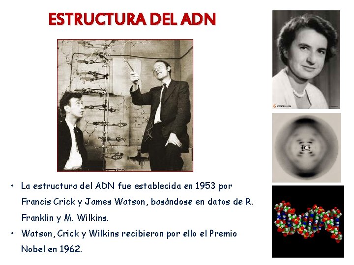 ESTRUCTURA DEL ADN • La estructura del ADN fue establecida en 1953 por Francis