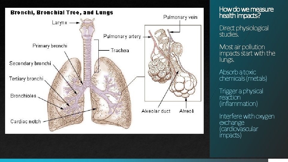 How do we measure health impacts? Direct physiological studies. Most air pollution impacts start