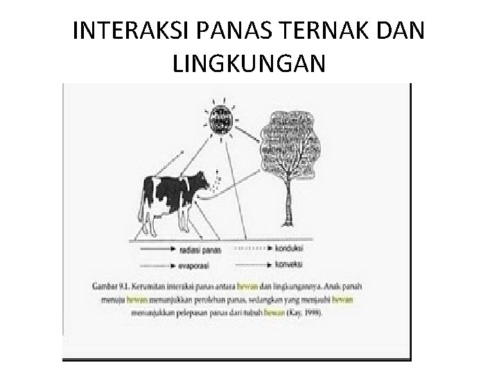 INTERAKSI PANAS TERNAK DAN LINGKUNGAN 