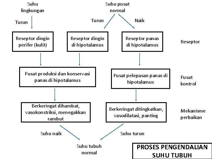 Suhu lingkungan Suhu pusat normal Turun Reseptor dingin perifer (kulit) Reseptor dingin di hipotalamus