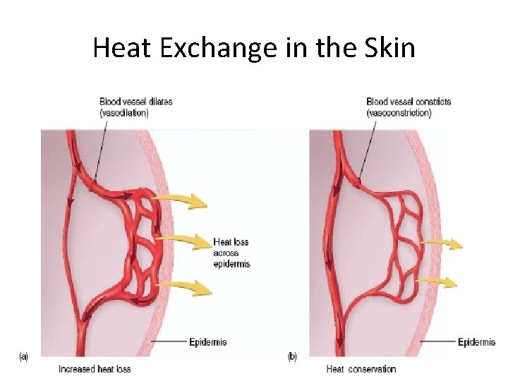 Heat Exchange in the Skin 