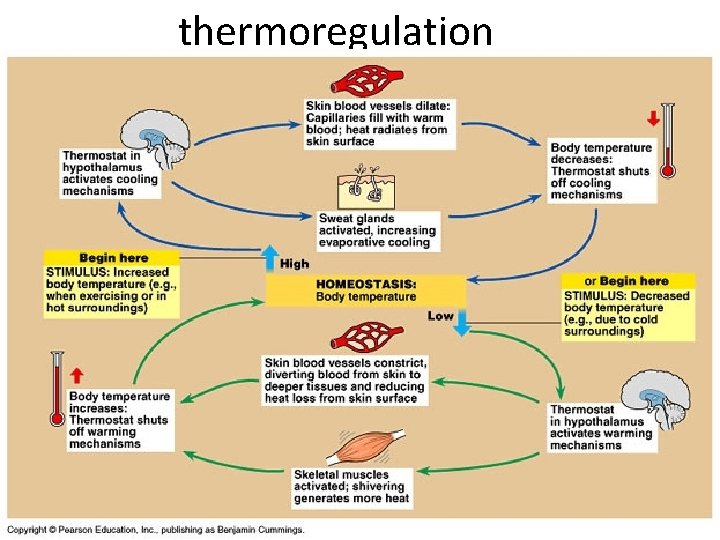 thermoregulation 