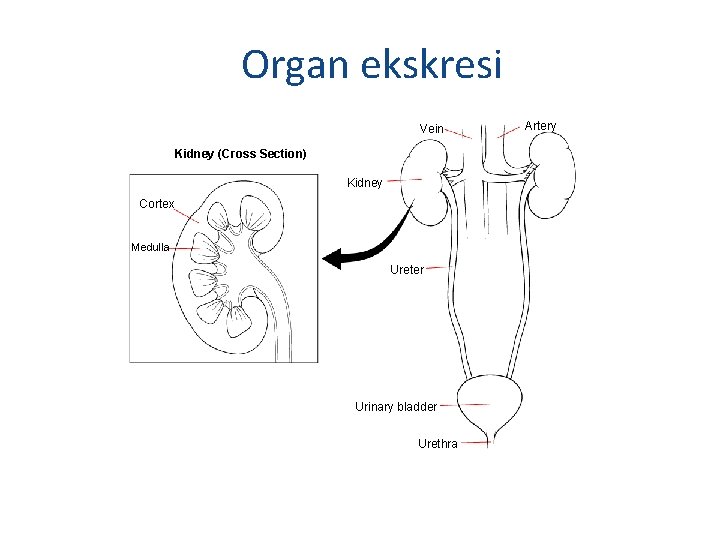 Section 38 -3 Organ ekskresi Vein Kidney (Cross Section) Kidney Cortex Medulla Ureter Urinary