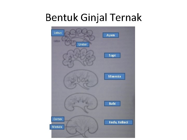 Bentuk Ginjal Ternak Lobus Ayam Ureter Sapi Manusia Babi Cortex Medula Kuda, Kelinci 