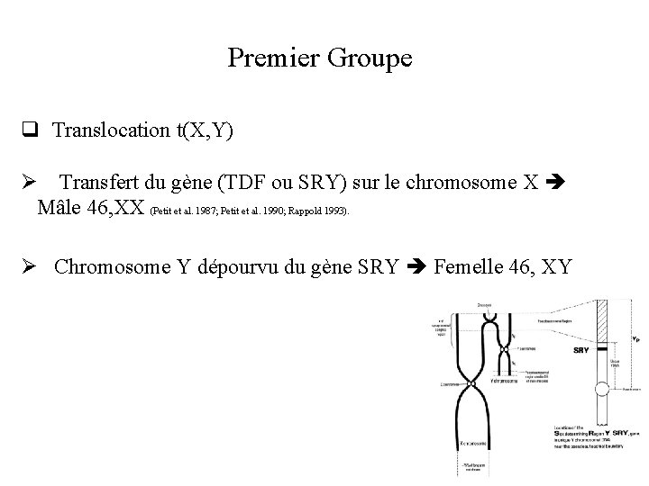 Premier Groupe q Translocation t(X, Y) Ø Transfert du gène (TDF ou SRY) sur