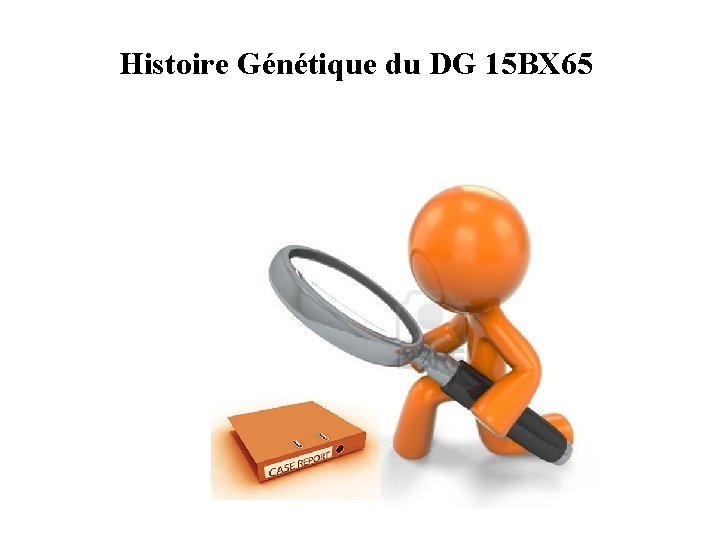 Histoire Génétique du DG 15 BX 65 