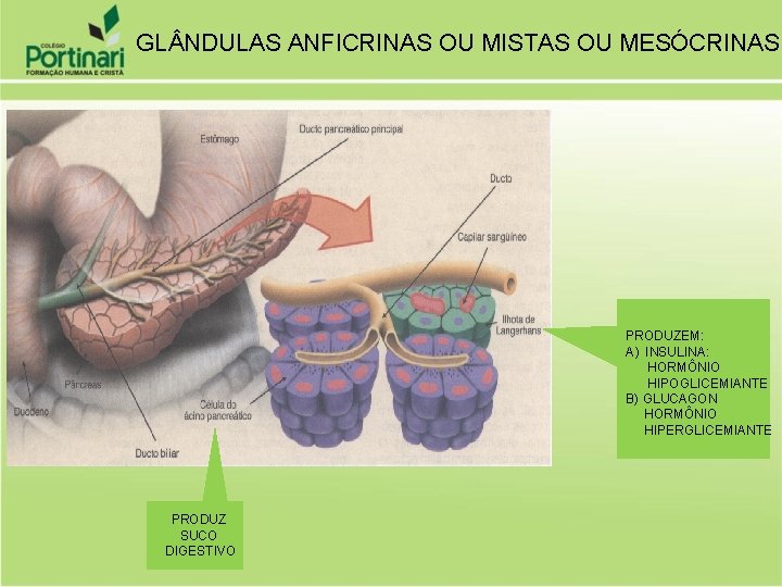 GL NDULAS ANFICRINAS OU MISTAS OU MESÓCRINAS PRODUZEM: A) INSULINA: HORMÔNIO HIPOGLICEMIANTE B) GLUCAGON