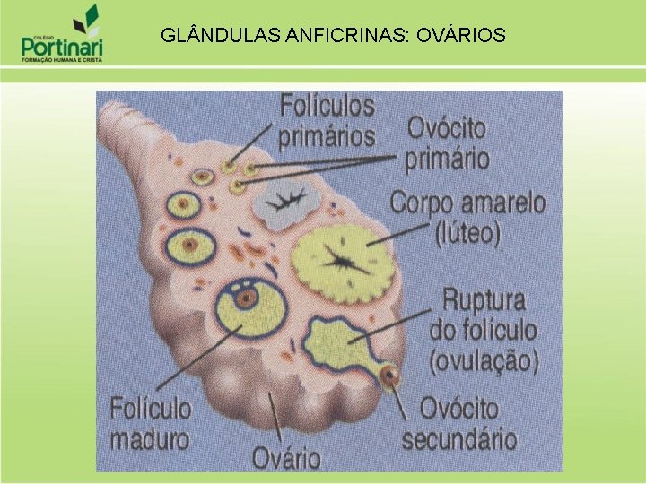 GL NDULAS ANFICRINAS: OVÁRIOS 