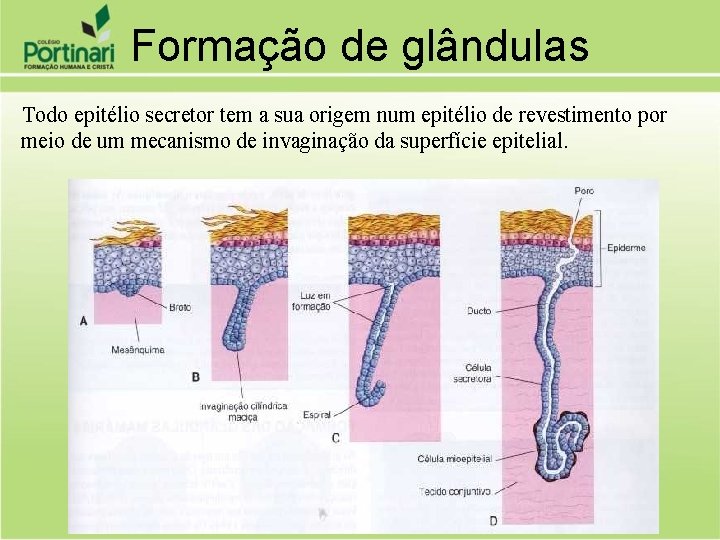 Formação de glândulas Todo epitélio secretor tem a sua origem num epitélio de revestimento