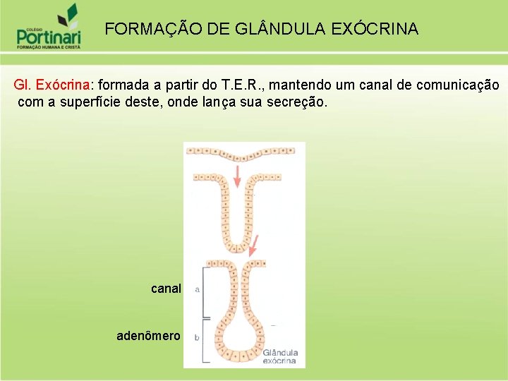 FORMAÇÃO DE GL NDULA EXÓCRINA Gl. Exócrina: formada a partir do T. E. R.