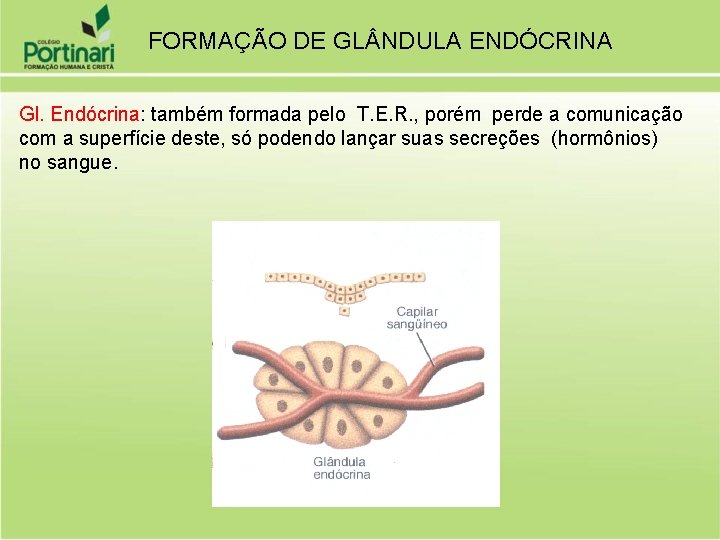 FORMAÇÃO DE GL NDULA ENDÓCRINA Gl. Endócrina: também formada pelo T. E. R. ,