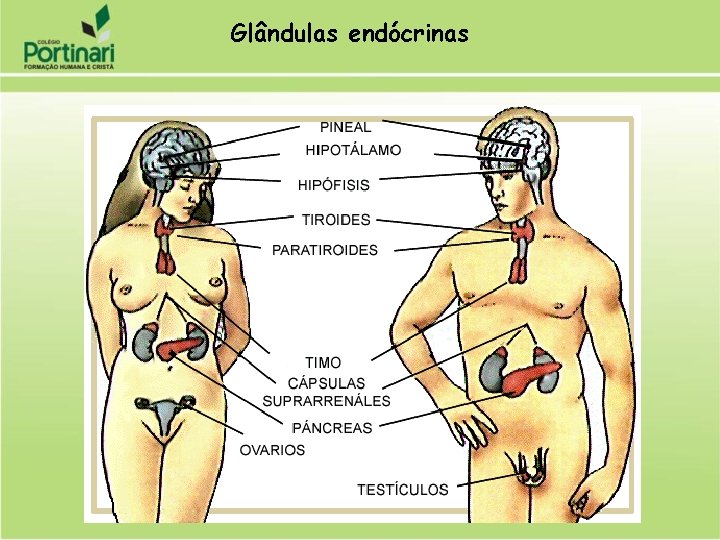 Glândulas endócrinas 