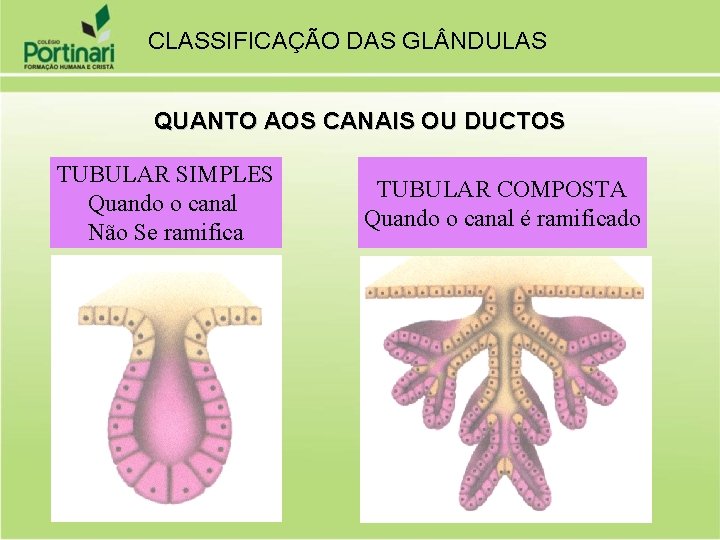 CLASSIFICAÇÃO DAS GL NDULAS QUANTO AOS CANAIS OU DUCTOS TUBULAR SIMPLES Quando o canal