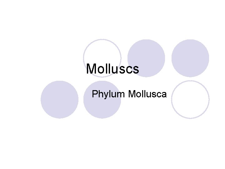 Molluscs Phylum Mollusca 