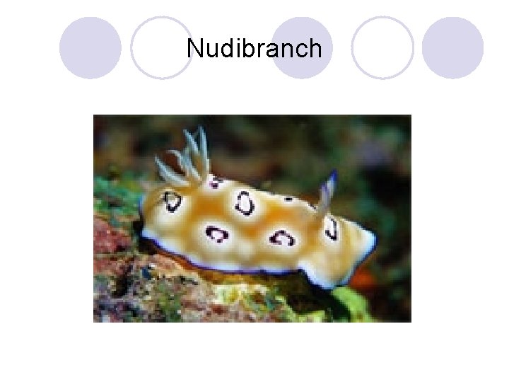 Nudibranch 