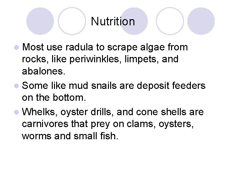 Nutrition l Most use radula to scrape algae from rocks, like periwinkles, limpets, and